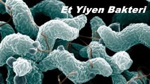 Et Yiyen Bakteri: Nedenleri ve Belirtileri