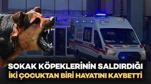 Van’da köpekler iki kuzene saldırdı… 5 yaşındaki Hamza hayatını kaybetti