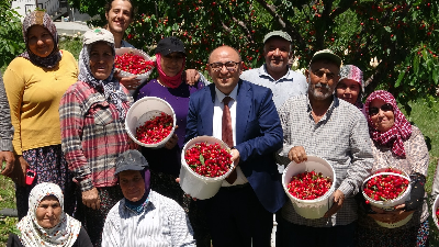 Mersin Erdemli ‘de Kiraz Hasadı Başladı
