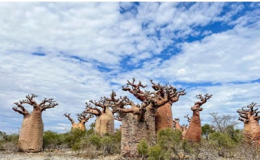 Bilim insanları antik ‘hayat ağacı’nın gizemini çözdü