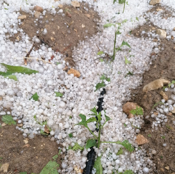 BAŞKAN YILDIZ’DAN, İLÇENİN YÜKSEK KESİMLERİNDE DOLU FELAKETİNDEN ZARAR GÖREN ÜRETİCİLERE GEÇMİŞ OLSUN