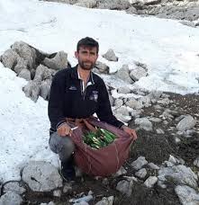 Kilosu 300 liradan satılıyor! Günde 21 bin lira kazanan var