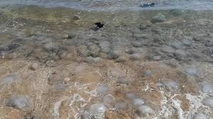 Mersin’de sahillerde tedirginlik oluşturan gelişme yaşandı.