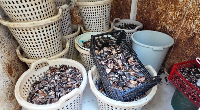 Akdeniz’de 200 Kilo Bozulmuş Midye Dolması Ele Geçirildi
