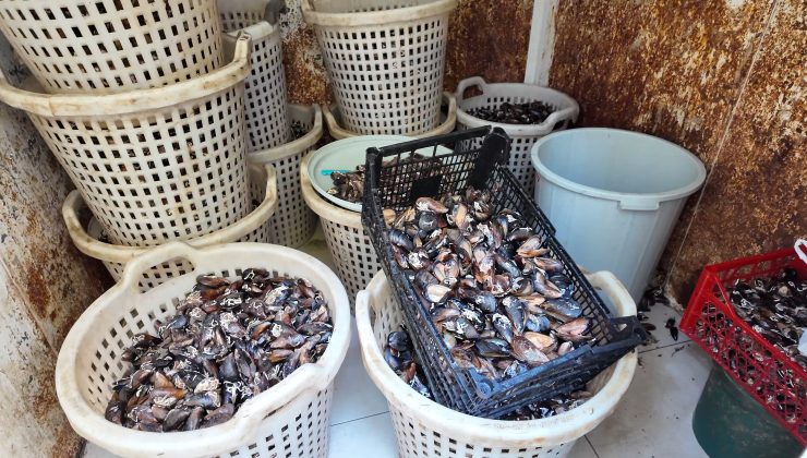 Akdeniz’de 200 Kilo Bozulmuş Midye Dolması Ele Geçirildi
